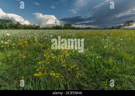 Fiori selvatici colorati sparsi su un prato verde in un pomeriggio di sole. Il cielo mostra nuvole contrastanti, esaltando la bellezza della natura. Un tranqui Foto Stock