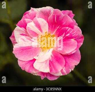 Un primo piano della King's Rose al Chelsea Flower Show 2025 di Londra. Foto Stock