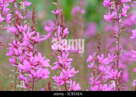 Viola Lythrum virgatum «Dropmore Purple», wand loosestrife in fiore. Foto Stock