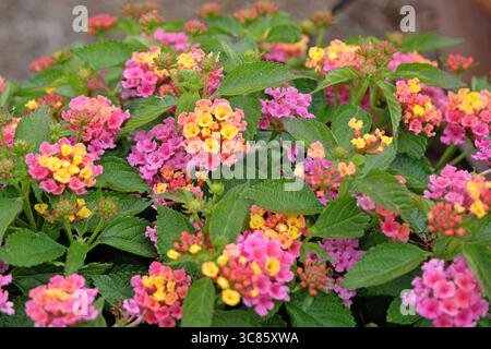 Lantana gialla e rosa «evita Pink» in fiore. Foto Stock