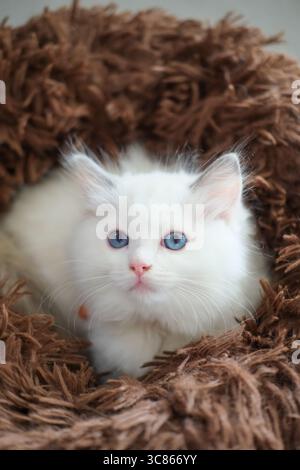 gattino ragdoll di 2 mesi disteso sul cuscino del letto del gatto, gatto domestico Foto Stock