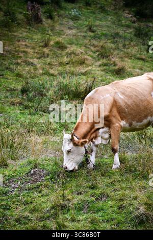 Una mucca marrone e bianca con una campana pascolano tranquillamente su una collina erbosa in una remota area di campagna, circondata dalla natura. Foto Stock