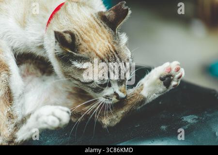 Gatto domestico che si cura da solo mentre siede su una superficie di legno a Okinawa, Giappone. Foto Stock