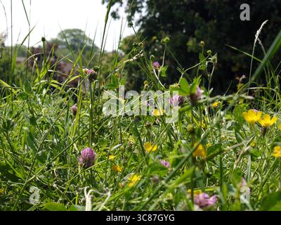 Trifoglio rosso, Trifolium pratense e Meadow Buttercup, Ranunculus acris, che crescono in un'area di fiori selvatici su Hilsea Lines, Portsmouth Foto Stock