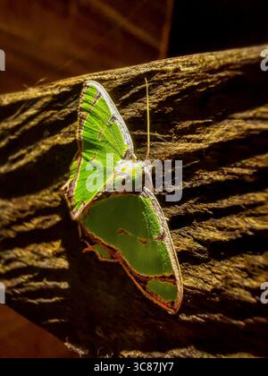falena verde, farfalla Foto Stock