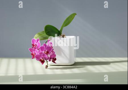 Orchidee viola in fiore in vaso bianco Foto Stock