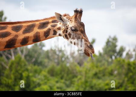 Splendida giraffa con collo lungo ed elegante con linguetta sporgente nella vista profilo. Maestoso ritratto di mammiferi della fauna selvatica africana che mostra tonnellate naturali Foto Stock