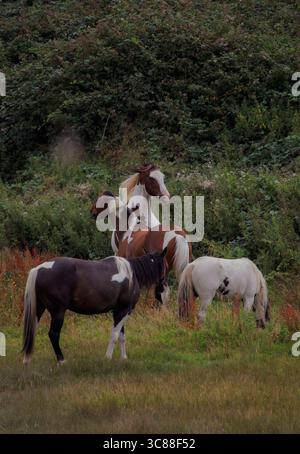 I cavalli giocosi giocano liberamente in un lussureggiante campo verde, pieno di energia e gioia sotto il cielo aperto. Foto Stock