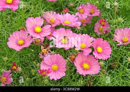 Ape di miele seduto su Dusky Pink Cosmos bipinnatus «Xsenia» in fiore. Foto Stock