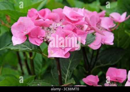 Hydrangea macrophylla rosa, cappuccio in pizzo, «Taube» in fiore. Foto Stock