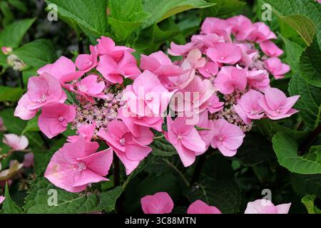 Hydrangea macrophylla rosa, cappuccio in pizzo, «Taube» in fiore. Foto Stock