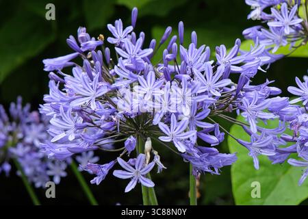 Agapanto blu, Giglio africano in fiore. Foto Stock