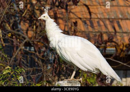 Un pavone bianco sorge graziosamente su un palo di legno in un giardino esterno, con fogliame e una struttura con tetto piastrellato leggermente sfocato nello sfondo Foto Stock