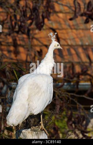 Un pavone bianco sorge graziosamente su un palo di legno in un giardino esterno, con fogliame e una struttura con tetto piastrellato leggermente sfocato nello sfondo Foto Stock