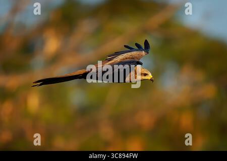 Flying Black Kite Milvus migrans rapaci di medie dimensioni in Accipitridae, cacciatori opportunisti e cacciatori di schiavi, ampiamente distribuiti in Eurasia A. Foto Stock