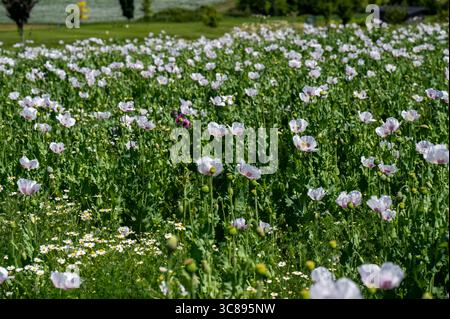 Fiori di semi di papavero bianchi in fiore (Papaver somniferum). Campo agricolo di papavero da oppio o di papavero da semi di pane. Foto Stock