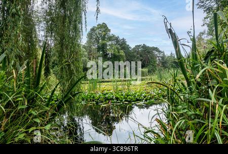 Laghetto lussureggiante con ninfee, canne alte e salici piangenti. Riflessi sull'acqua calma incorniciati da una fitta vegetazione in un ambiente estivo tranquillo e naturale Foto Stock