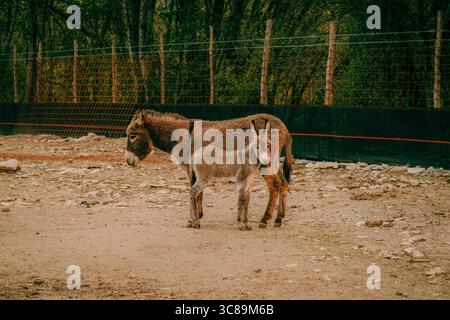 Asino con il suo puledro in piedi in una fattoria Foto Stock