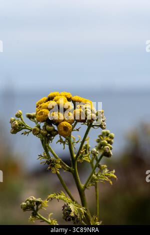 Tansy Wildflower in Coastal Breeze - pulsanti gialli contro l'orizzonte Baltico Foto Stock