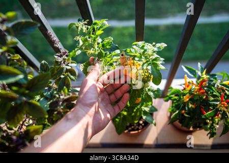 Primo piano di un braccio uomo che raccoglie il raccolto di piante di ciliegio di pomodoro giallo in vasi sul balcone Foto Stock