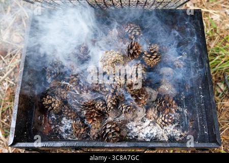 Fumare, abbronzare i coni di pino in una griglia come legna da ardere. Carboni bruciati per una griglia. Foto di alta qualità Foto Stock