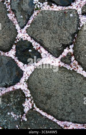 I pedali giapponesi in fiore dei ciliegi caduti tingono il terreno intorno a una passerella in pietra rosa che ricorda l'impermanenza della delicata bellezza della natura, il Giappone. Foto Stock