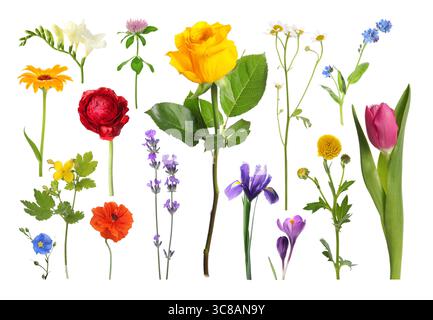 Diversi bellissimi fiori isolati su bianco, set Foto Stock
