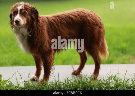 Cane bianco e marrone in una zona erbosa Foto Stock