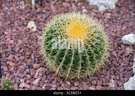 Echinocactus grusonii, Golden Barrel Cactus in RHS Bridgewater Foto Stock