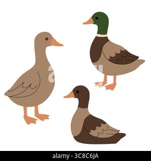 Illustrazione piatta di tre anatre in varie tonalità di marrone e verde, mostrate in diverse pose. Semplice stile cartoni animati, perfetto per le fattorie Illustrazione Vettoriale