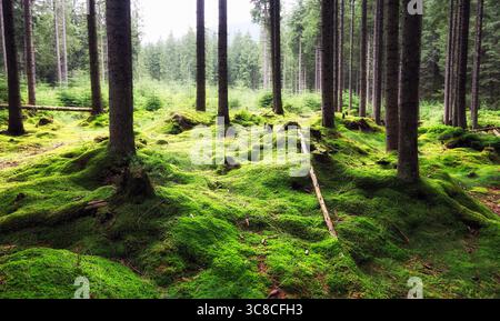 Magica foresta da favola. La foresta di conifere ricoperta di verde muschio. Atmosfera mistica. Foto Stock