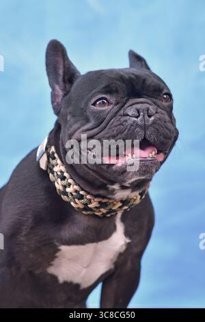 Bulldog francese nero con colletto in paracord intrecciato davanti allo sfondo blu Foto Stock