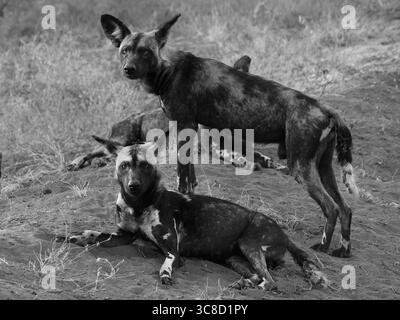 Cani selvatici nel Parco Nazionale dello Tsavo Foto Stock