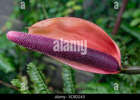 Anthurium andreanum, Red Beauty Foto Stock