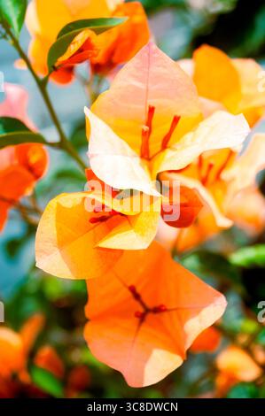 Vivace Bougainvillea arancione in piena fioritura sotto la luce del sole Foto Stock