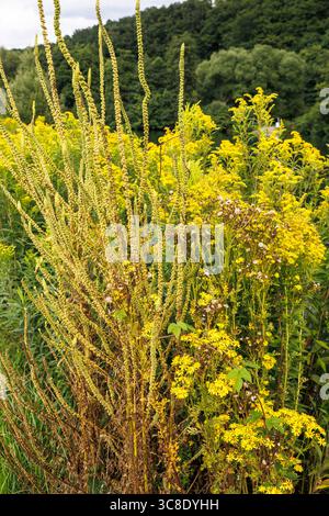 Il razzo di dyer (Reseda luteola) e il ragwort comune (Jacobaea vulgaris) crescono sulle rive del fiume Ruhr a Witten-Herbede, Witten, nella zona della Ruhr, a nord Foto Stock