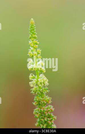 Un picco fiorito di Reseda luteola, (i nomi comuni includono il razzo del dyer, l'erba del dyer, saldatura, lana e erba gialla). Foto Stock