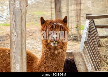 Primo piano di giovani e soffici alpaca in piedi vicino a palo di legno in una penna rustica all'aperto Foto Stock