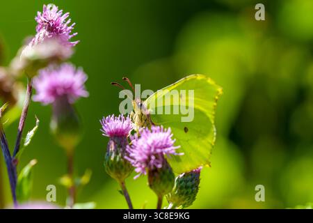 Una delicata farfalla in pietra (Gonepteryx rhamni) si nutre con grazia di un fiore di cardo fiorito. Catturata con dettagli precisi, l'immagine mostra gli INS Foto Stock