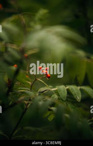 Bacche di rowan rosse sul ramo Foto Stock