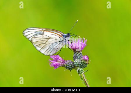Foto macro di una farfalla bianca con venatura nera (Aporia crataegi) che si nutre di un cardo viola. Sfondo verde brillante, attenzione all'impollinazione, su Foto Stock
