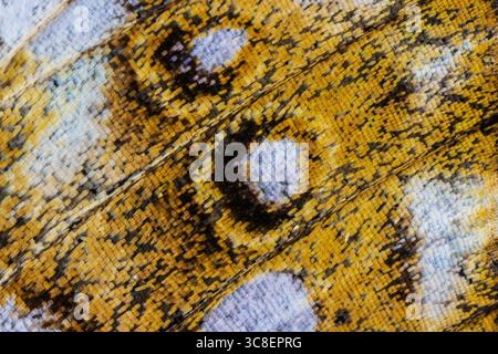 Primo piano estremo delle bilance ad ali di farfalla – dettaglio macro Foto Stock