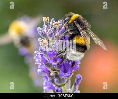 Vista ravvicinata di un bumblebee del giardino su un fiore alla lavanda Foto Stock