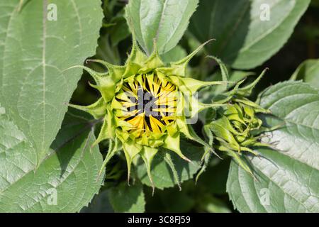 Un bocciolo di girasole giallo, Helianthus annuus che cresce in un giardino estivo. Dorset, Inghilterra Regno Unito Foto Stock