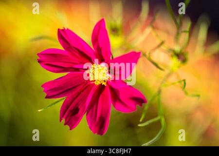 Un vivace primo piano di fiori del Cosmos Seashells rosa Foto Stock
