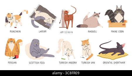 Razze Cat. Diversi colori di cappotto animali domestici, animali divertenti, pose varie, personaggi dei gattini dei cartoni animati, carini piccoli predatori, veterinaria e cura del corpo Illustrazione Vettoriale