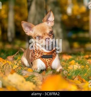 il cane chihuahua giace in foglie autunnali Foto Stock