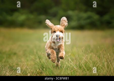 Cockapoo di albicocca nella foresta di Ascot, Regno Unito Foto Stock