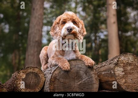 Cockapoo di albicocca nella foresta di Ascot, Regno Unito Foto Stock