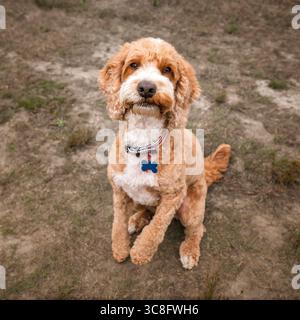Cockapoo di albicocca nella foresta di Ascot, Regno Unito Foto Stock